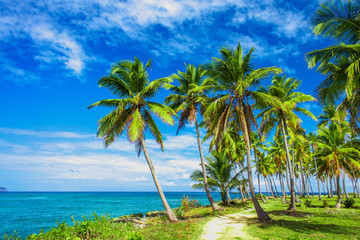 Path through a palm tree forest in Dominican Republic  © Sergey