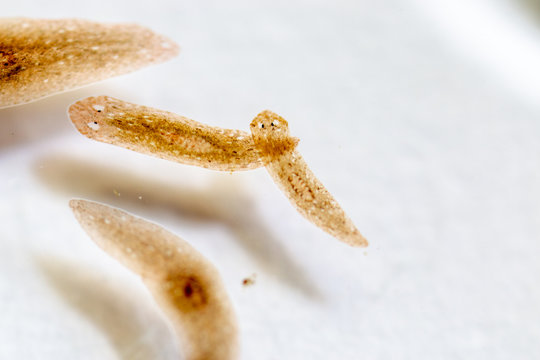 Planarian parasite (flatworm) under microscope view.