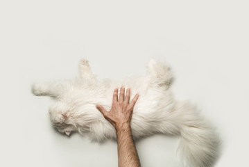 A man stroking a big fluffy white cat. View from above. Light background