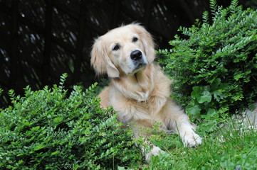 Golden Retriever liegt im Gras und ist wachsam Witterung wittern