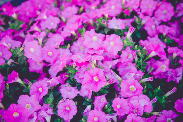 Beautiful pink flowers close up.