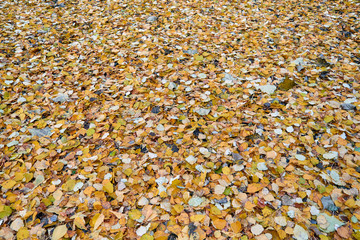 Autumn fallen leaves lie on the ground with a continuous colorful carpet. Cool autumn weather. A pattern of different colored leaves of the trees. Background, backdrop or Wallpaper.