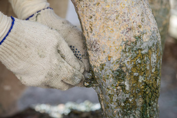 Restorer is engaged in the restoration of the statue