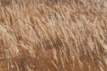 Fade grass ears on blurred background
