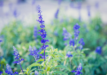 Beautiful purple flowers close up.