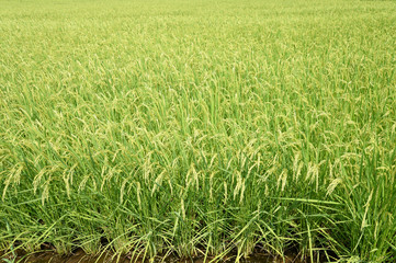 Obraz premium 稲穂