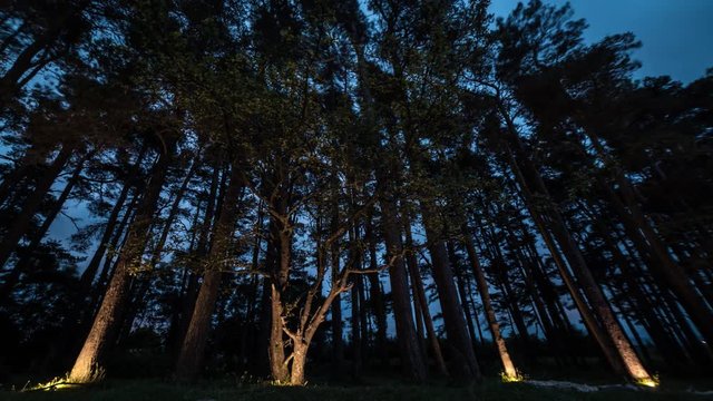 Time Lapse of Evergreen / Pine Trees at Night, Lit with LED Lights