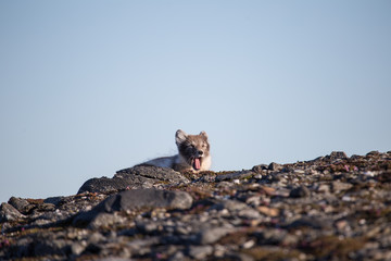 Lis polarny w wiosennej szacie © blackspeed