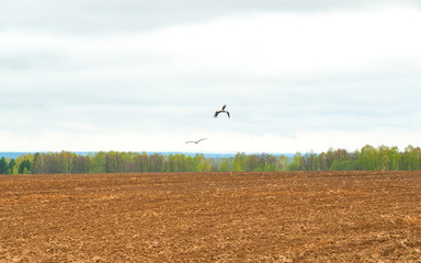 Storks fly over fallow farm field with defocused foreground. Ugra National Park, Kaluzhskaya region, Russia. 