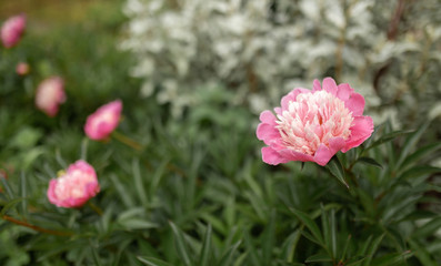 нежное цветение розовых пионов в саду