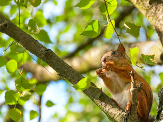 Squirrel sits on birch branch in profile and nibbles. Moscow, Russia.
