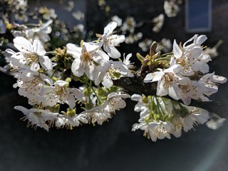 Fleur003