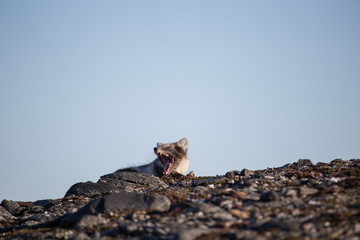 Lisie lato w Arktyce © blackspeed