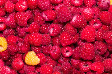 Raspberry. Fresh organic berries macro. Fruit background