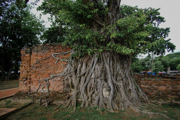  Wat Mahathat Ayutthaya , head of Buddha statue in tree, unseen in thailand amazingthailand.