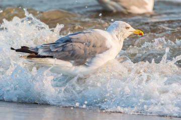 Möwen (Laridae) am Strand der Ostsee. Insel Usedom.	