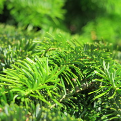 juicy fir green decoration for christmas