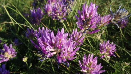 Obraz premium flower, purple, nature, lavender, flowers, plant, field, summer, garden, bloom, green, pink, flora, violet, spring, allium, blossom, herb, macro, 