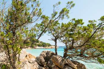 Fototapeta na wymiar pine trees in Capriccioli beach