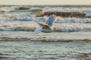 Möwen (Laridae) fliegen am Himmel über der Ostsee. Insel Usedom.	