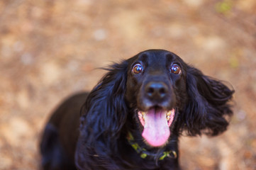happy dog