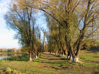 tree, landscape, nature, forest, autumn, trees, spring, sky, park, grass, green, countryside, fall, wood, season, road, leaf, rural, blue, 