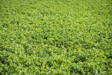 Alfalfa field