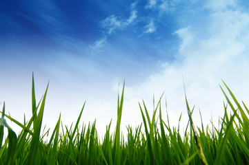 Green field and blue sky