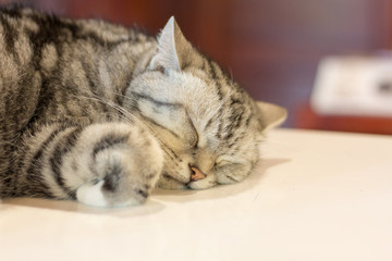 Cute cat, cat lying on the wooden floor in the background blurred close up playful cats