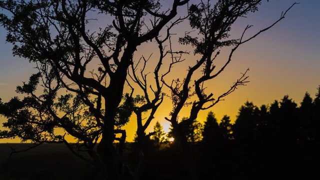Golden Sunset behind Tree Branches Silhouette Time lapse