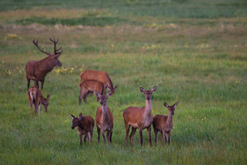 Naklejka na ściany i meble Herd Of Noble Deer ( Cervidae ) Graze On A Green Meadow With Dandelions. Eight Different Ages Red Deer: One Stag And Seven Females. Adult Deer (Cervus Elaphus ) And Two Fawn.Scene From The Wild Nature