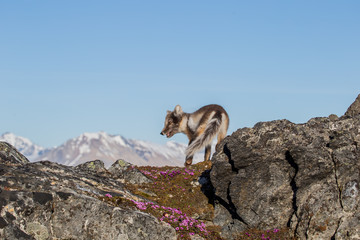 Lis polarny w wiosennej szacie © blackspeed
