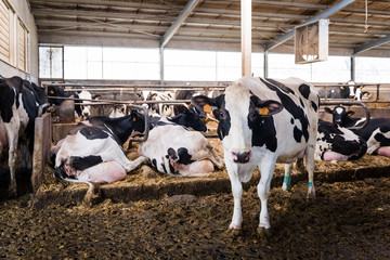 Milk cows in breeding farm