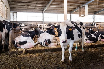 Tuinposter Milk cows in breeding farm © Paolo Bernardotti