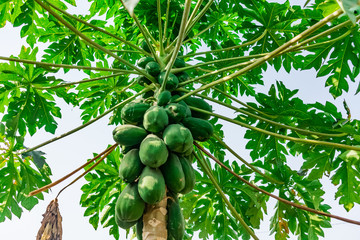 delicious green papaya on tree looking awesome near house garden. 