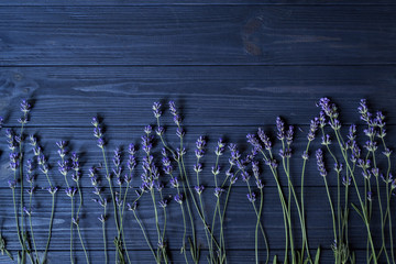 Fresh lavender flowers on dark blue wooden background.