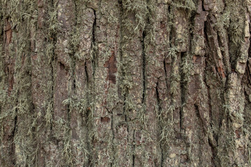 Текстура коры дерева