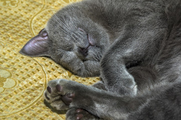 Fotografia ravvicinata al gatto che dorme