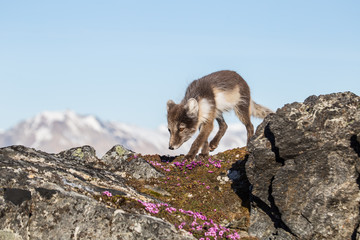 Lis polarny w wiosennej szacie © blackspeed