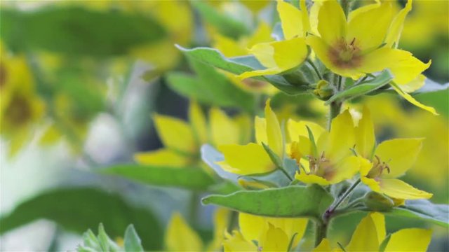 Lysimachia punctata,Lysimachia Vulgaris, Yellow Flowers In The Garden. Loosestrife, Moneywor