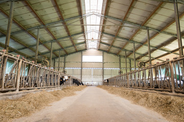 Breeding farm for milk cows