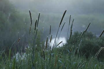 Misty morning view over the water.