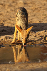 The black-backed jackal (Canis mesomelas) is drinking water from puddle in beautiful evening light. Front view on predator in action.