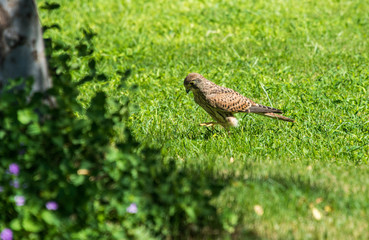 Falcon