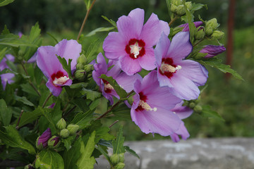 Hibiskus (Hibiscus) oder Eibisch, Blüten © Aggi Schmid