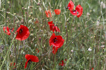 Naklejka premium Mohn (Papaver) in Wiese