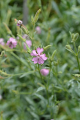 Tufted Soapwort