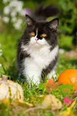 Schwarzweißes Kätzchen im herbstlichen Gartenn