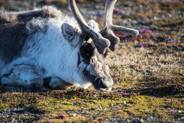 Renifer w pierwszych promieniach letniego słońca © blackspeed