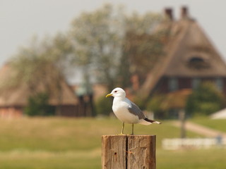 Lachmöwe vor Kirchwarft